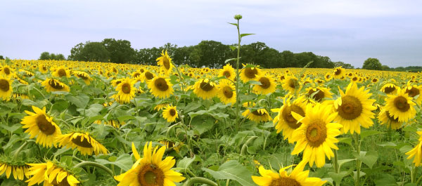 Article: Your Guide To Wisconsin’s Best Photo Tips