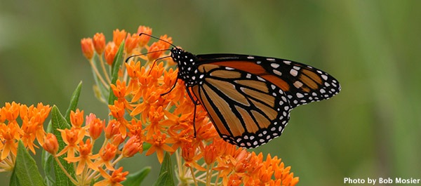 YOUR GUIDE TO WISCONSIN’S BEST WILDFLOWER HIKES - Wisconsin Travel Best ...