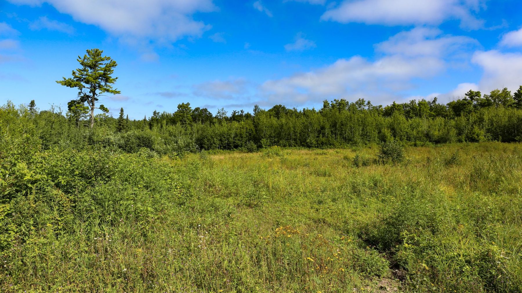 Article: Three Wisconsin counties with great grouse hunting