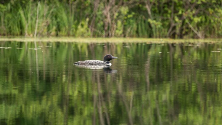 Article: How will you explore Boulder Junction’s lakes?