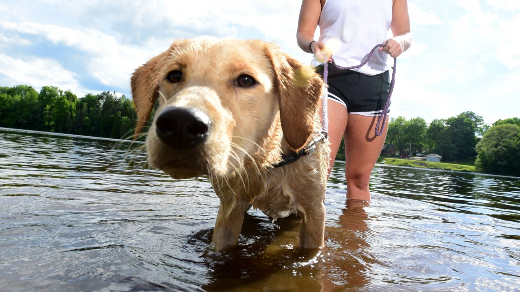 Article: Dog-gone: How to plan a vacation with your favorite pup