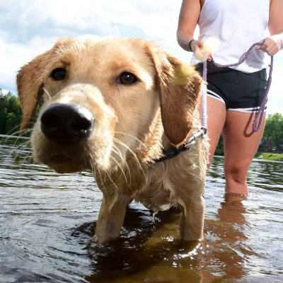 Related Article: Dog-gone: How to plan a vacation with your favorite pup