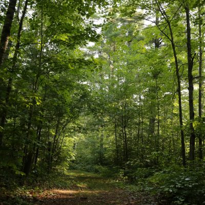 lumberjack trail vilas county wisconsin