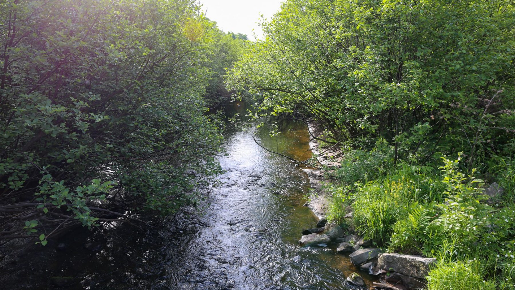 Article: Find Wisconsin’s best trout fishing in these waters | Blue hills Rusk county