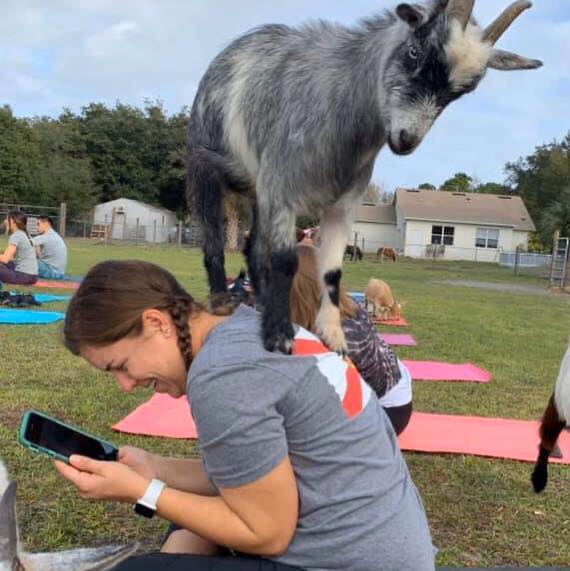 Goat Yoga!!!
