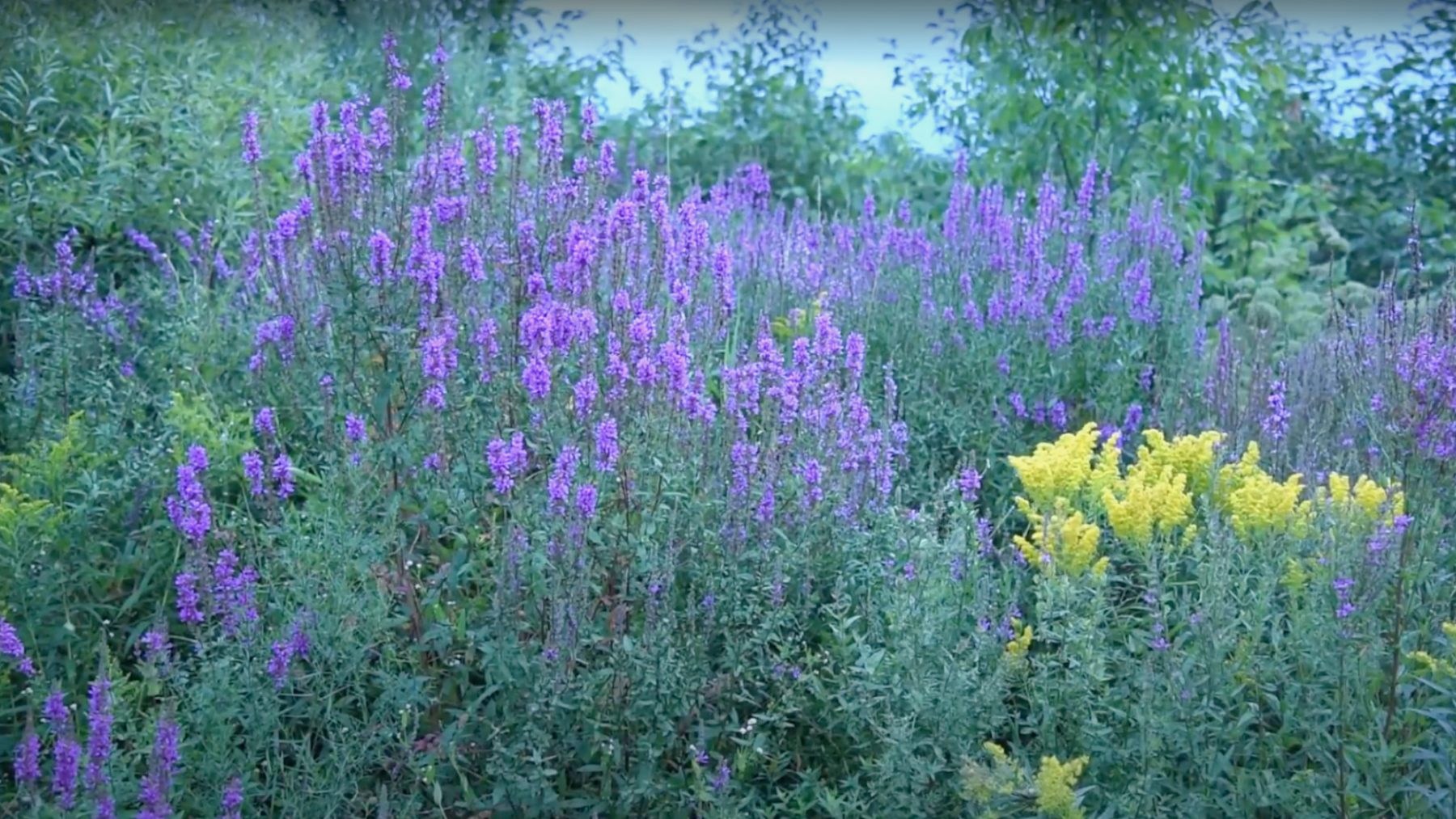 Article: Where to find Wisconsin’s spring blossoms | Wisconsin spring flowers