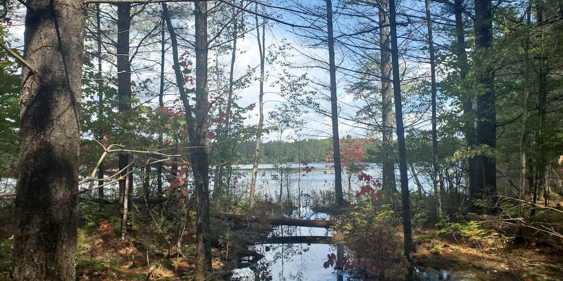 Forest in Boulder Junction Wisconsin