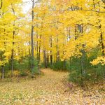 fall color oneida county wisconsin