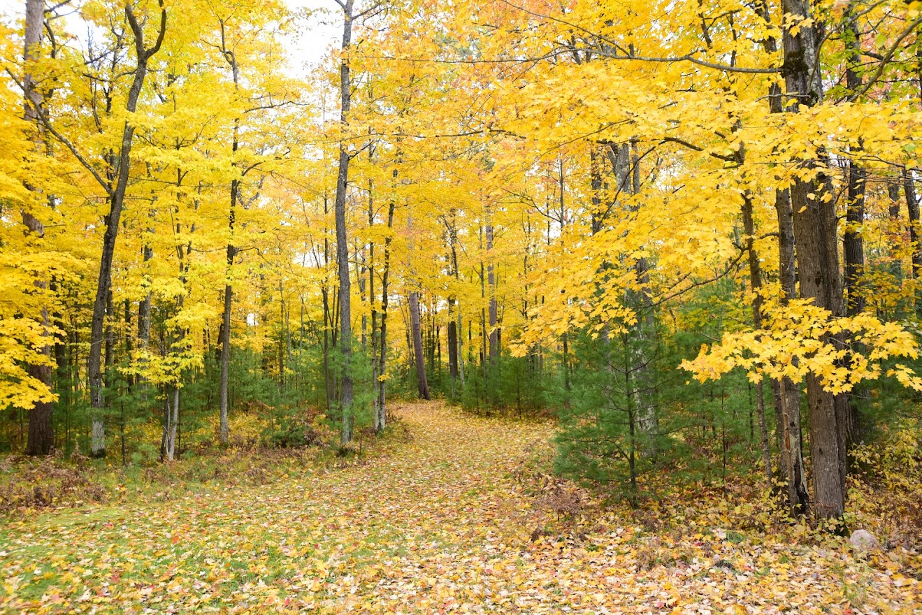 fall color oneida county wisconsin