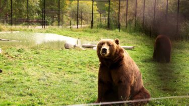 Bear exhibit at Wildwood Park and Zoo in Marshfield, WI