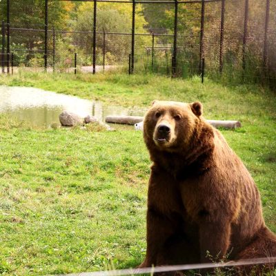 Related Article: Four fun family-friendly activities to do this summer | Bear exhibit at Wildwood Park and Zoo in Marshfield, WI