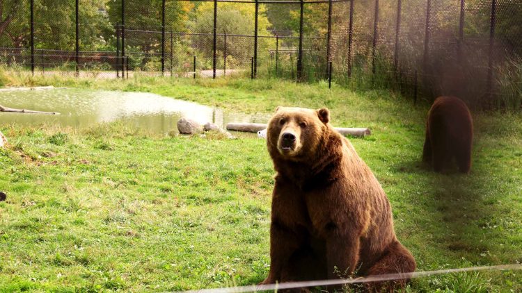 Article: Four fun family-friendly activities to do this summer | Bear exhibit at Wildwood Park and Zoo in Marshfield, WI