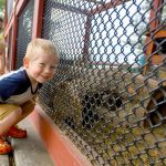 Article: Zoos & wildlife parks you should visit in Wisconsin | Family at Wildwood Park & Zoo Marshfield WI