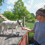 Article: Zoos & wildlife parks you should visit in Wisconsin | zookeeper feeding animal at Wildwood Zoo Marshfield WI