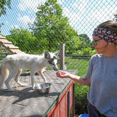 Find your Wisconsin Travel Inspiration | Zoos & wildlife parks you should visit in Wisconsin: zookeeper feeding animal at Wildwood Zoo Marshfield WI