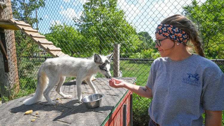 Article: Zoos & wildlife parks you should visit in Wisconsin | zookeeper feeding animal at Wildwood Zoo Marshfield WI