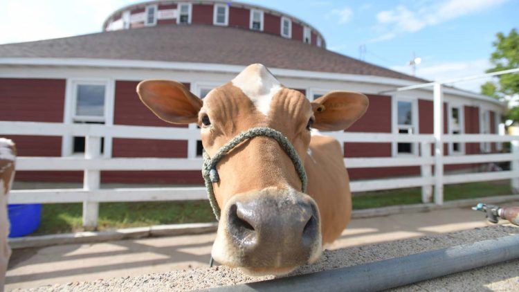 Article: Meet Marshfield Made New: World’s Largest Round Barn | Dairy cow in pen outside the World’s Largest Round Barn in Marshfield Wisconsin