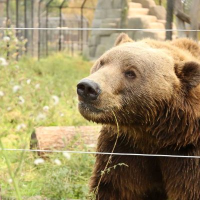 Related Article: Explore the animal kingdom at Wildwood Park & Zoo | Kodiak bear looking through fence at Wildwood Park and Zoo in Marshfield Wisconsin